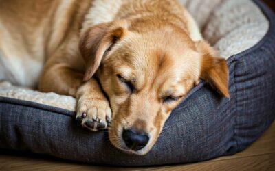 So schlafen Hunde und wie du sie dabei unterstützen kannst
