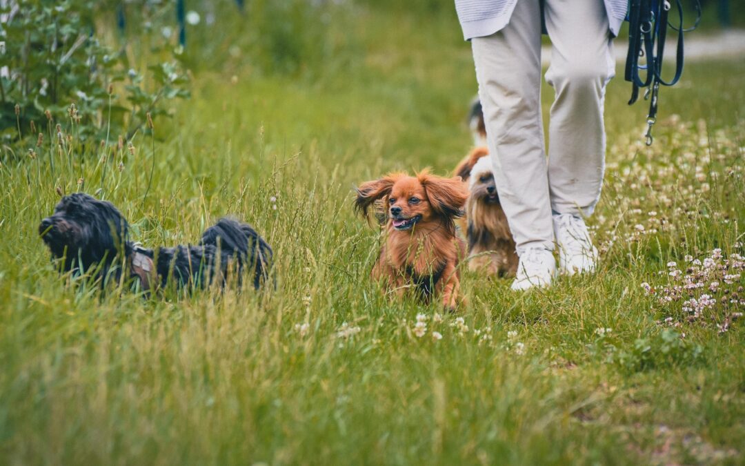Der Frühling ist da: Abenteuer im Wald und auf der Wiese