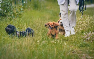 Der Frühling ist da: Abenteuer im Wald und auf der Wiese